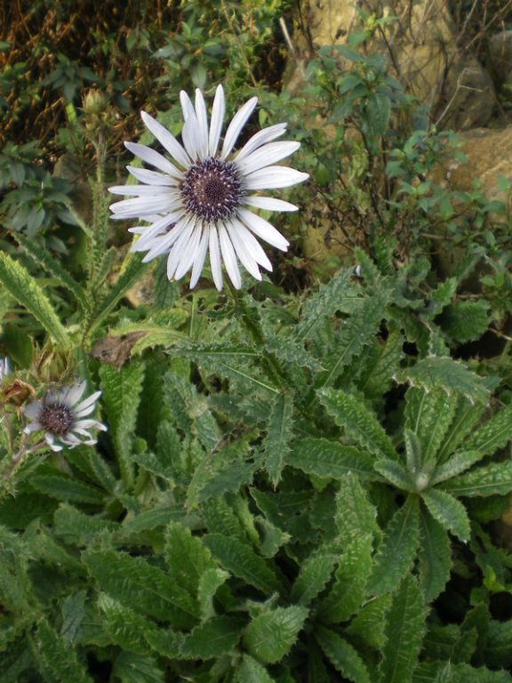 Berkheya purpurea Berkheya purpurea