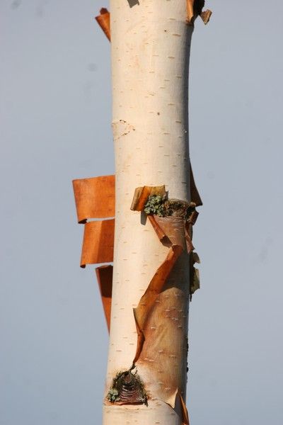 Betula utilis jacquemontii Betula utilis jacquemontii