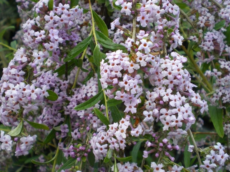 Buddleja alternifolia Buddleja alternifolia