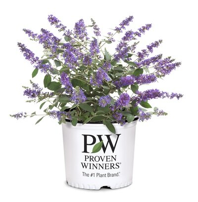 Buddleja Chip® range