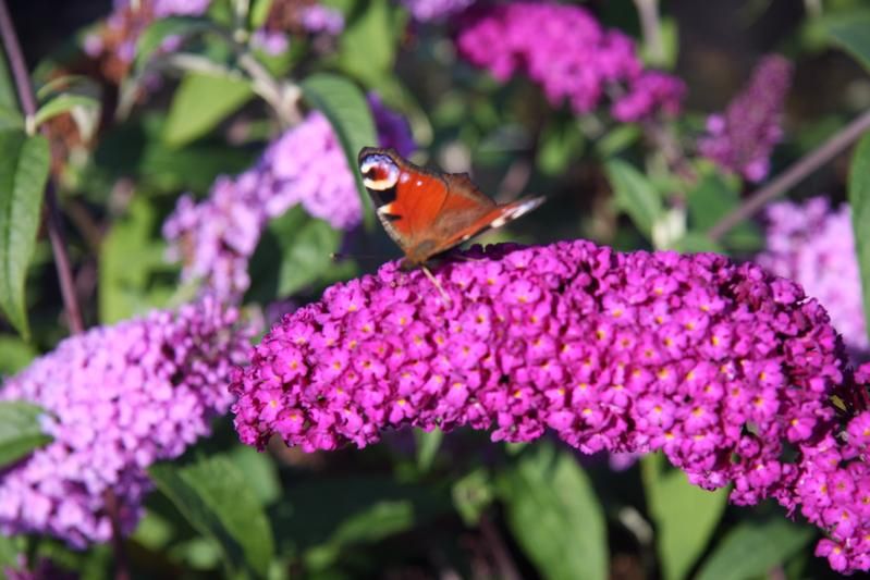 Buddleja 'Pink Delight Buddleja 'Pink Delight