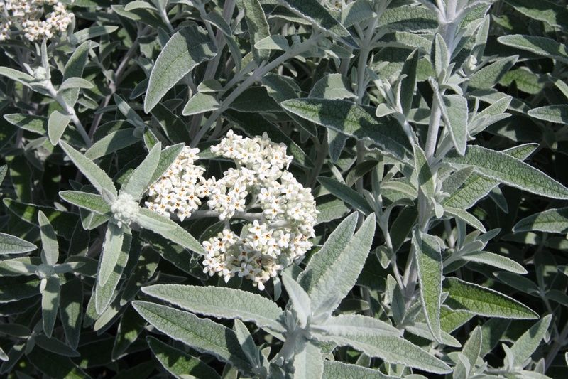 Buddleja 'Silver Anniversary' Buddleja 'Silver Anniversary'