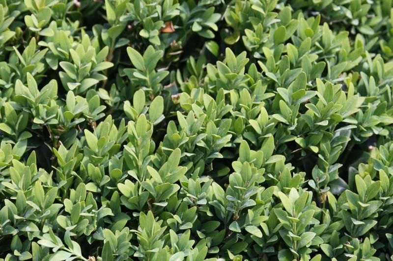 Buxus sempervirens Buxus sempervirens