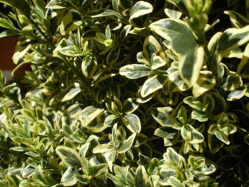 Buxus sempervirens 'Elegans' Buxus sempervirens 'Elegans'