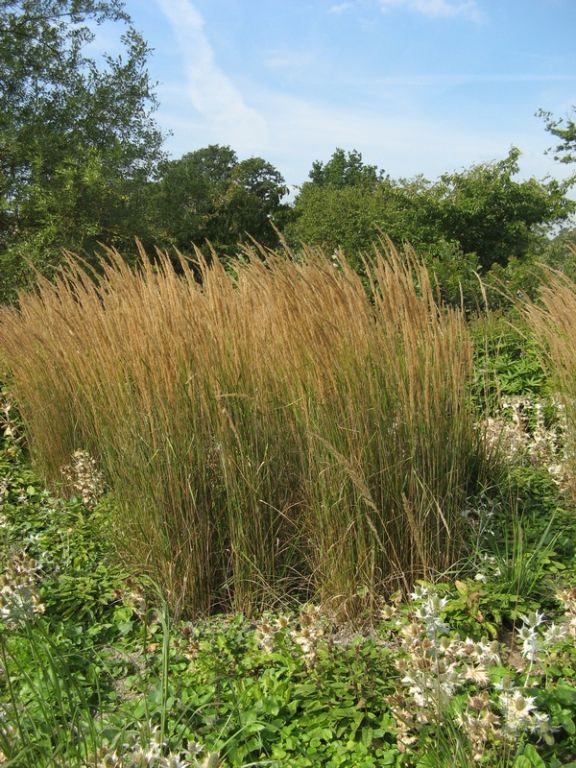 Calamagrostis x acutiflora 'Karl Foerster' Calamagrostis x acutiflora 'Karl Foerster'