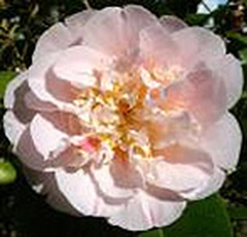 Camellia 'Ardoch' Camellia 'Ardoch'