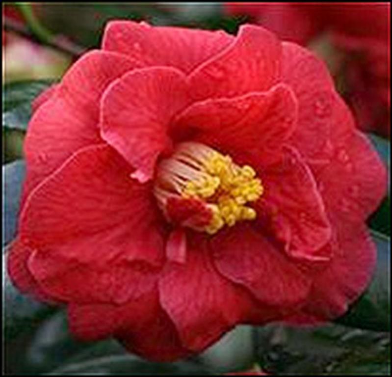 Camellia japonica 'Adolphe Audusson' Camellia japonica 'Adolphe Audusson'