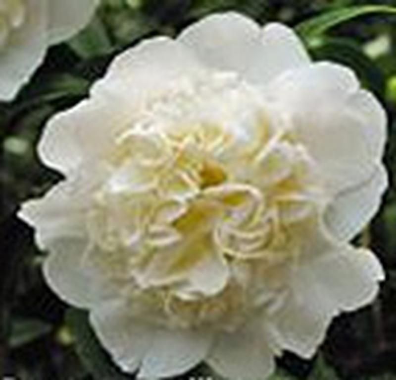 Camellia japonica 'Brushfield's Yellow' 