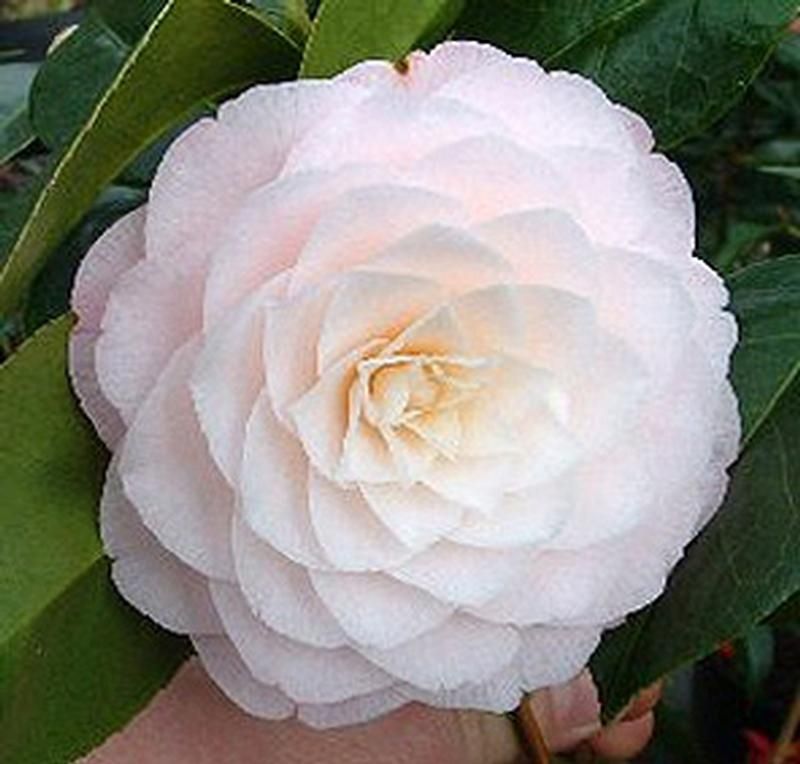 Camellia japonica 'Commander Mulroy' Camellia japonica 'Commander Mulroy'