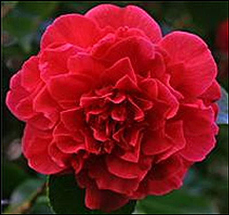 Camellia japonica 'Kramer's Supreme' Camellia japonica 'Kramer's Supreme'
