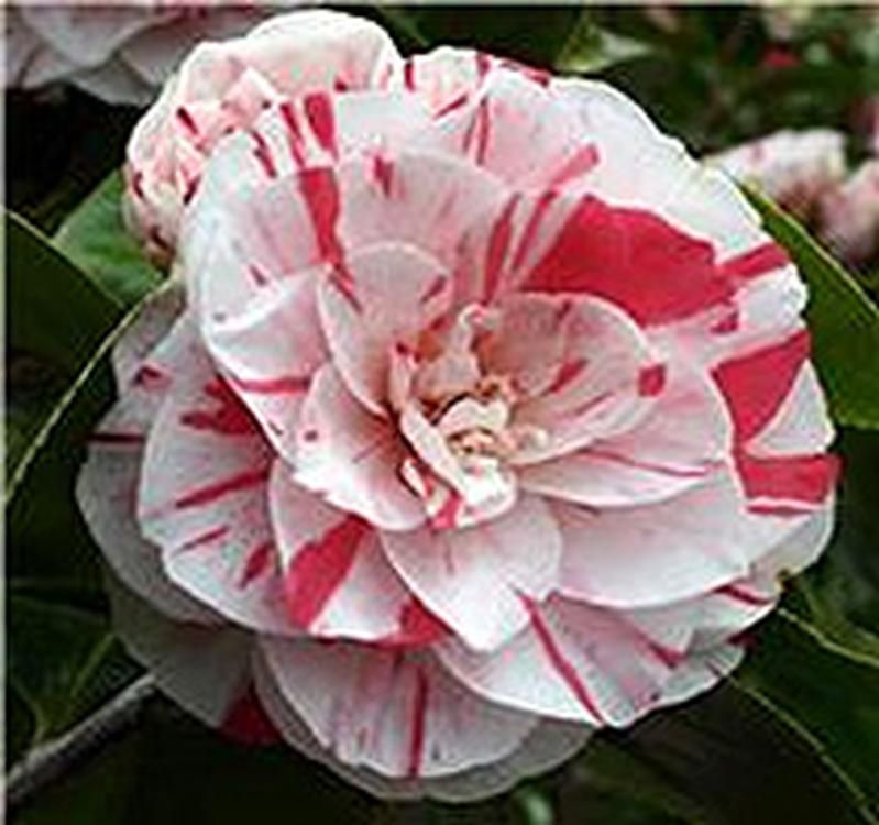 Camellia japonica 'Lavinia Maggi' Camellia japonica 'Lavinia Maggi'
