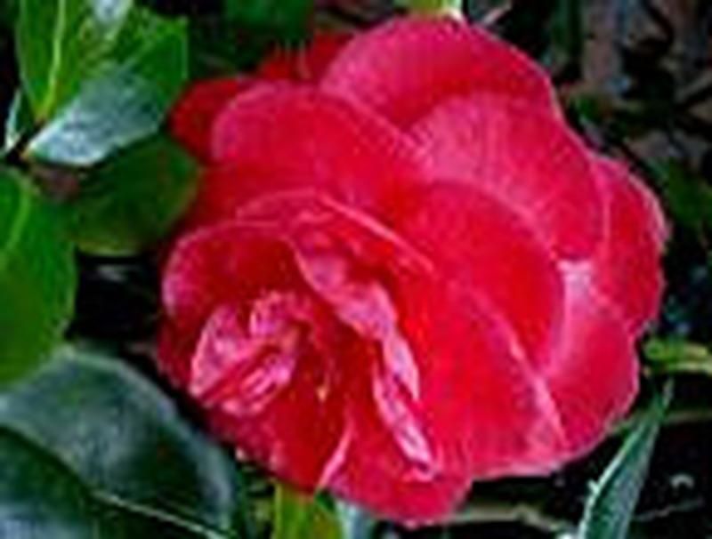 Camellia japonica 'Rubescens Major' Camellia japonica 'Rubescens Major'