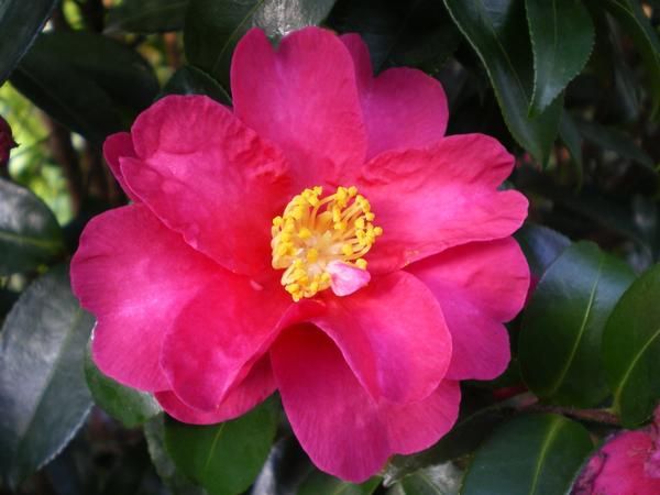 Camellia sasanqua Camellia sasanqua
