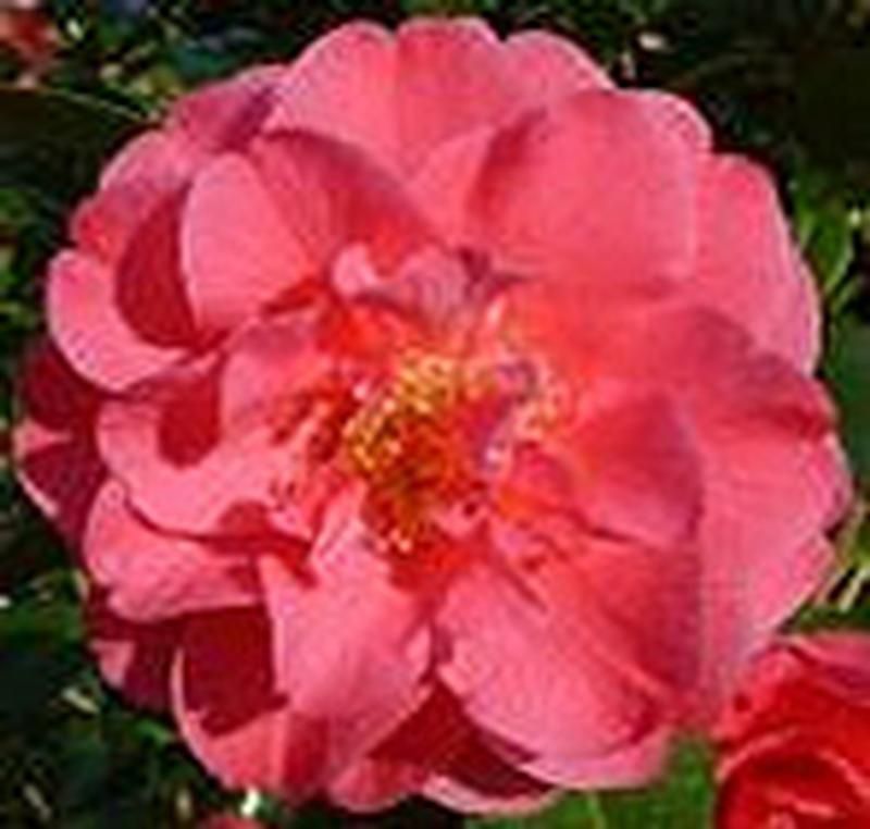 Camellia x williamsii 'Blue Danube' Camellia x williamsii 'Blue Danube'