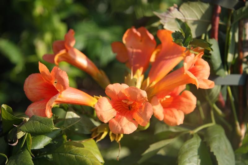 Campsis x tagliabuana 'Madame Galen' Campsis x tagliabuana 'Madame Galen'