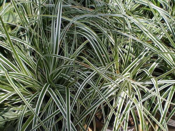 Carex oshimensis 'Everest' Carex oshimensis 'Everest'