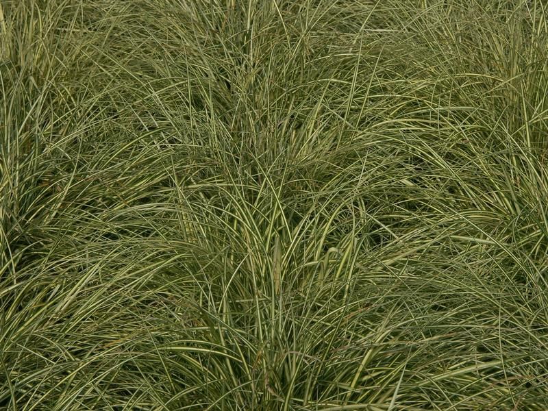 Carex oshimensis 'Evergold' Carex oshimensis 'Evergold'