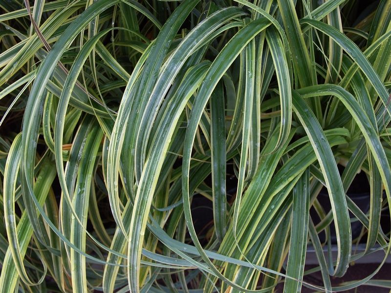 Carex trifida 'Rekohu Sunrise' Carex trifida 'Rekohu Sunrise'