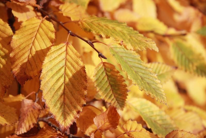 Carpinus betulus Carpinus betulus