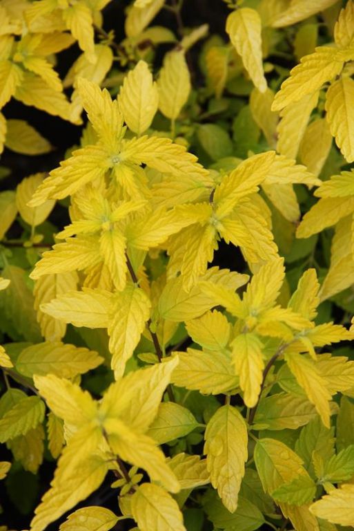 Caryopteris incana 'Sunshine Blue' Caryopteris incana 'Sunshine Blue'