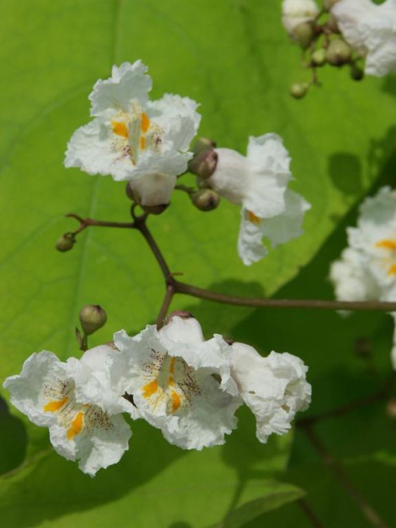 Catalpa bignonioides 'Aurea' Catalpa bignonioides 'Aurea'