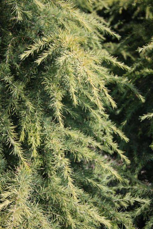 Cedrus deodara 'Aurea' Cedrus deodara 'Aurea'