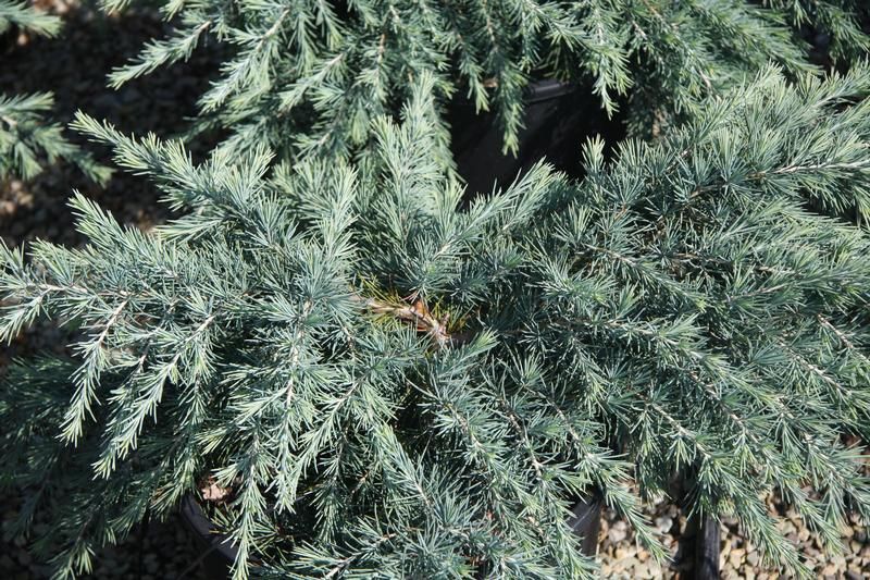 Cedrus deodara 'Feelin' Blue' Cedrus deodara 'Feelin' Blue'