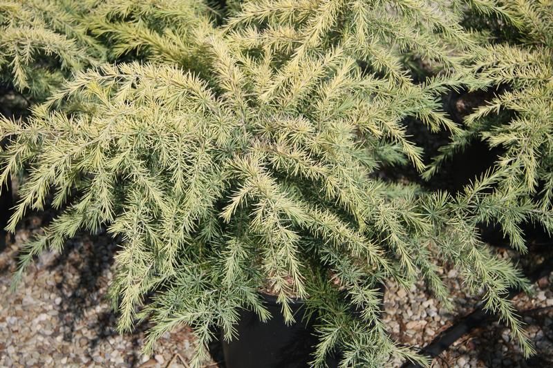 Cedrus deodara 'Golden Horizon' Cedrus deodara 'Golden Horizon'