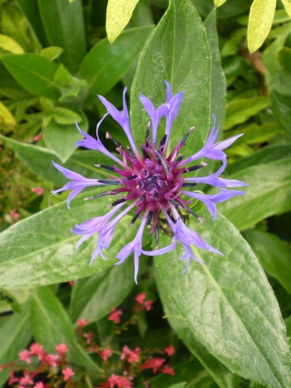 Centaurea montana Centaurea montana