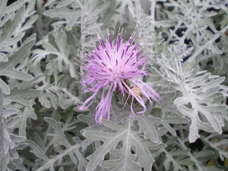 Centaurea 'Silver Feather' Centaurea 'Silver Feather'