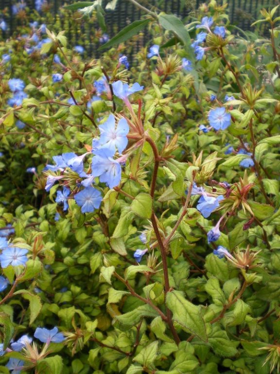 Ceratostigma willmottianum 'Forest Blue' Ceratostigma willmottianum 'Forest Blue'