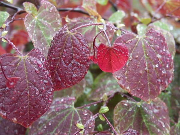 Cercis canadensis ‘Forest Pansy’ Cercis canadensis ‘Forest Pansy’