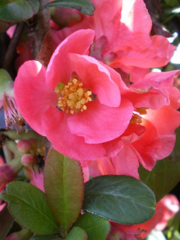 Chaenomeles speciosa 'Exima' Chaenomeles speciosa 'Exima'