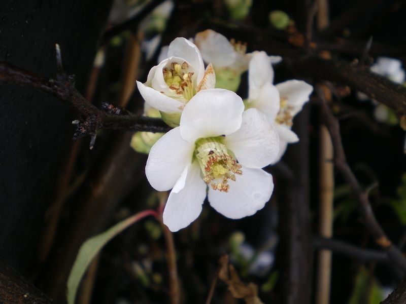 Chaenomeles speciosa 'Nivalis' Chaenomeles speciosa 'Nivalis'