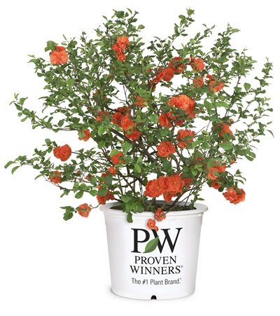 Chaenomeles Storm® range