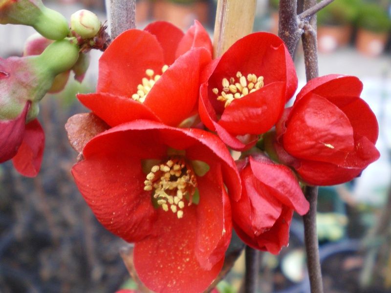 Chaenomeles x superba 'Knap Hill Scarlet' Chaenomeles x superba 'Knap Hill Scarlet'