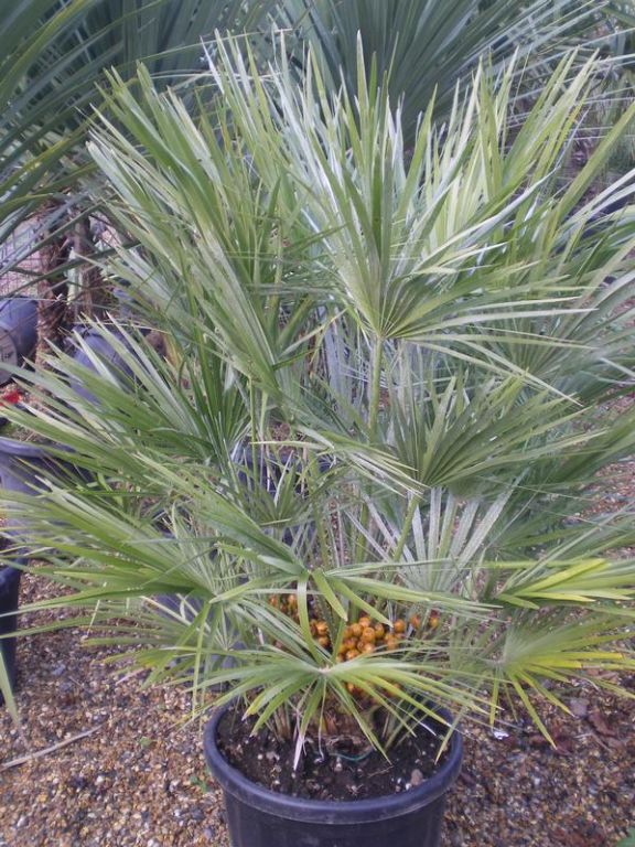 Chamaerops humilis Chamaerops humilis