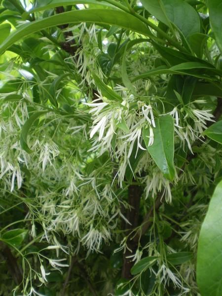 Chionanthus virginicus Chionanthus virginicus