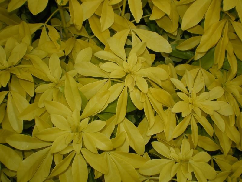 Choisya ternata 'Sundance' Choisya ternata 'Sundance'
