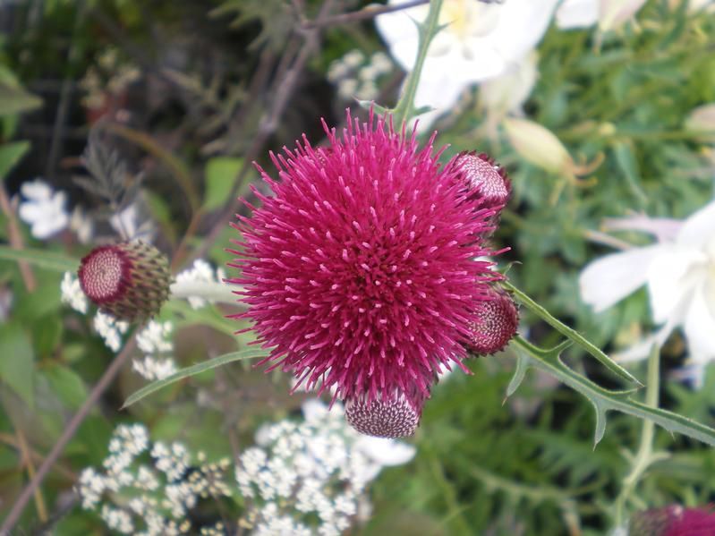Cirsium rivulare 'Atropurpureum' Cirsium rivulare 'Atropurpureum'