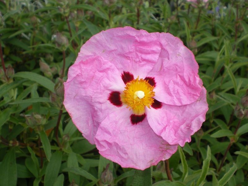 Cistus x purpureus Cistus x purpureus