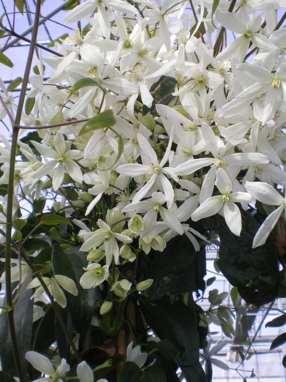 Clematis armandii Clematis armandii