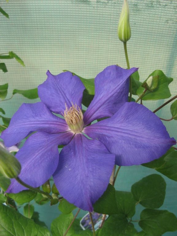 Clematis 'Ascotiensis' Clematis 'Ascotiensis'