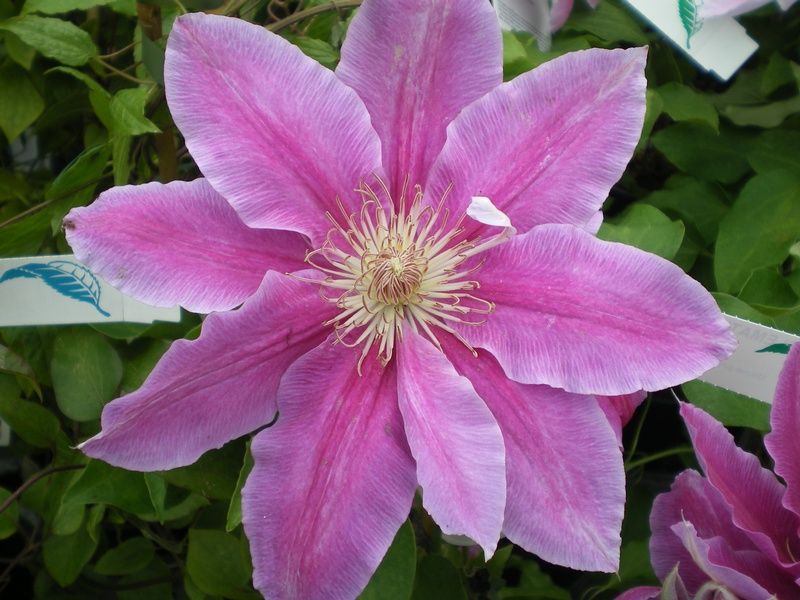 Clematis 'Bees' Jubilee' Clematis 'Bees' Jubilee'
