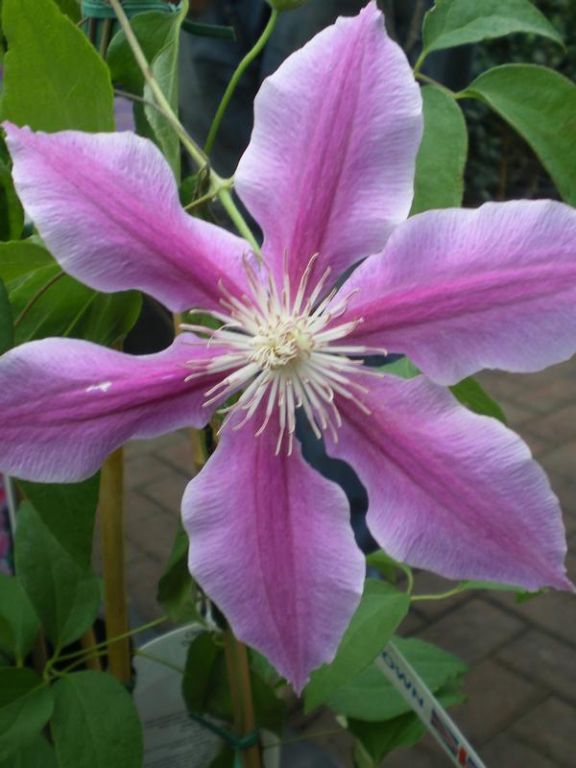 Clematis 'Doctor Ruppel' Clematis 'Doctor Ruppel'