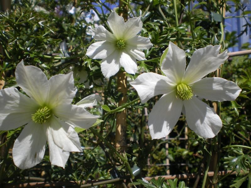 Clematis 'Early Sensation' Clematis 'Early Sensation'