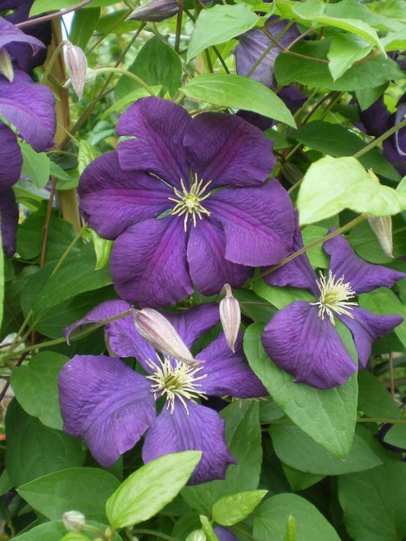 Clematis 'Étoile Violette' Clematis 'Étoile Violette'