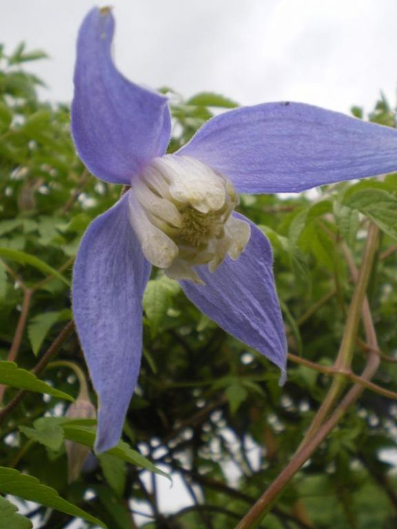 Clematis 'Frances Rivis' Clematis 'Frances Rivis'