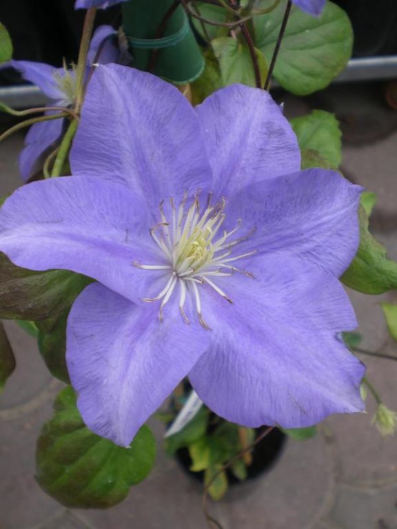 Clematis 'Lady Northcliffe' Clematis 'Lady Northcliffe'