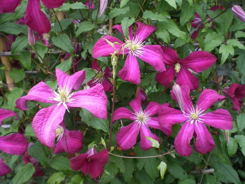 Clematis 'Madame 'Julia Correvon' Clematis 'Madame 'Julia Correvon'